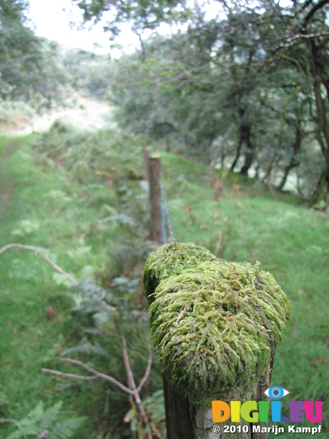 SX16146 Moss covered fence post